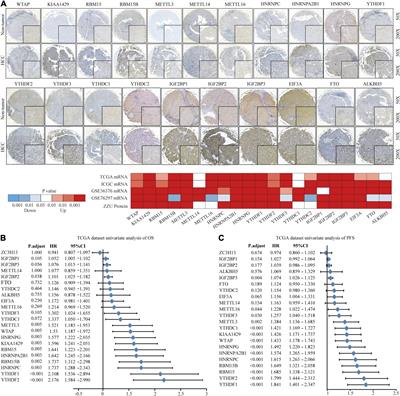 m6A Regulator-Associated Modification Patterns and Immune Infiltration of the Tumor Microenvironment in Hepatocarcinoma